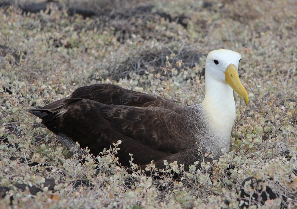 Albatros