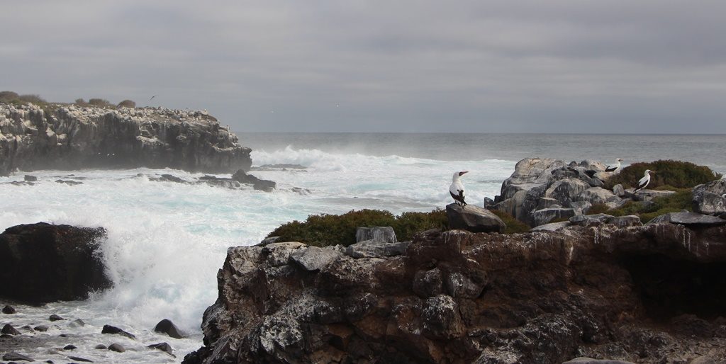 Isla Española / Punta Suàrez 