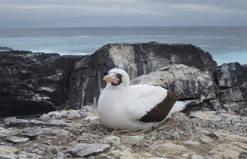 Nazca Boobie beim Brüten