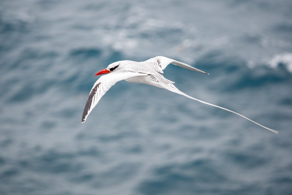 Red billed Tropical Bird