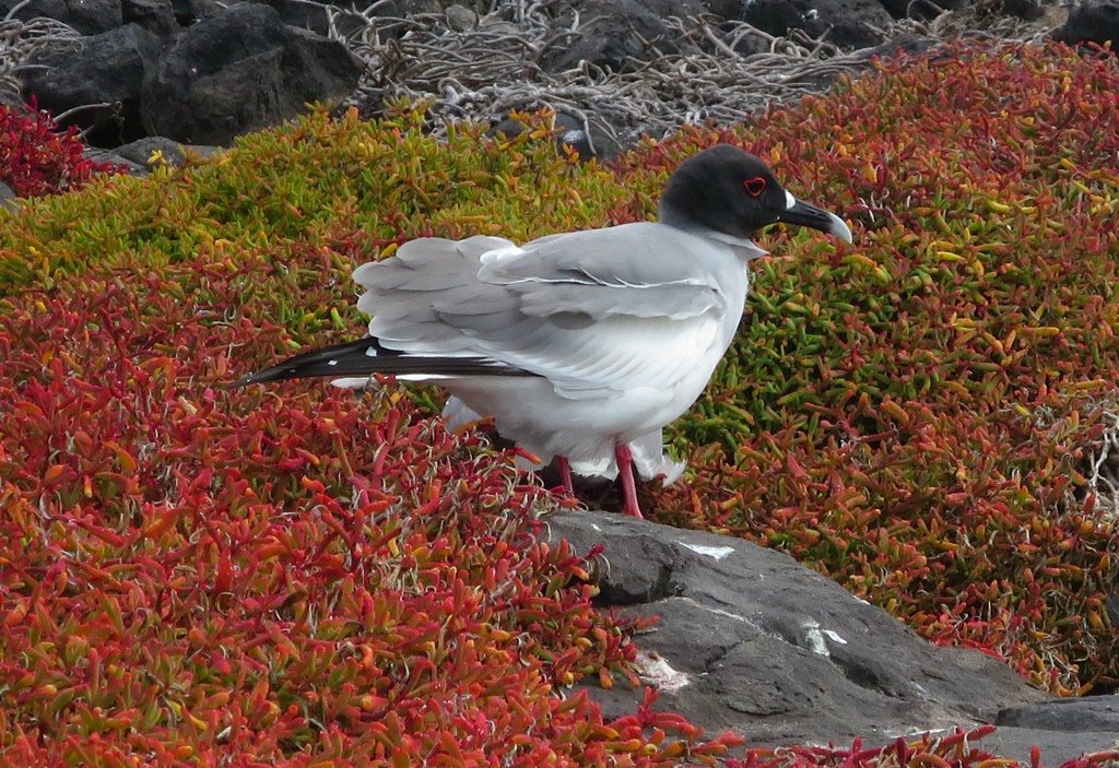 Swallow-tailed Gull