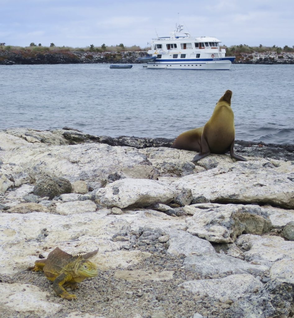 Isla Santa Cruz / South Plaza Islet