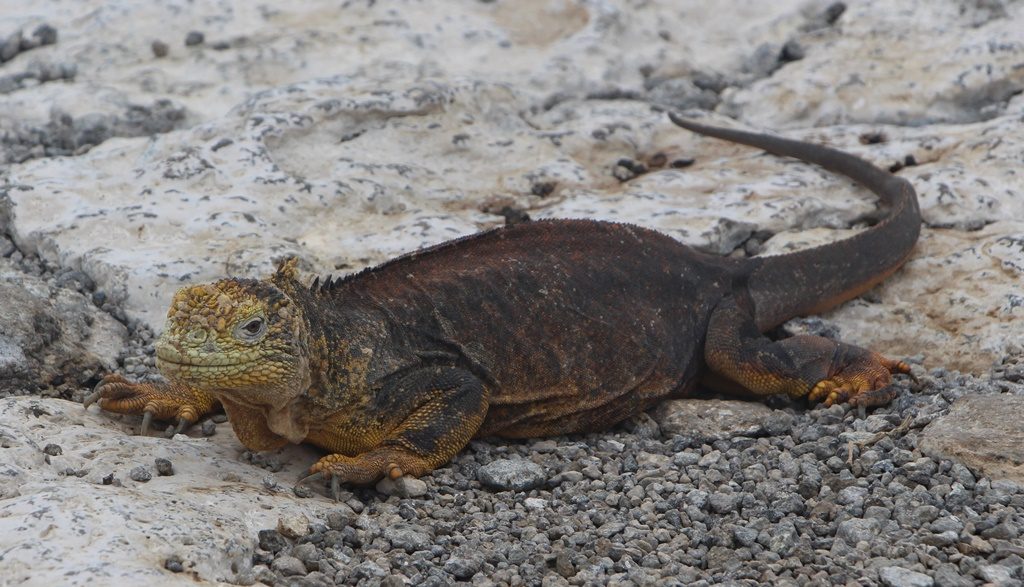 gelber Landiguana