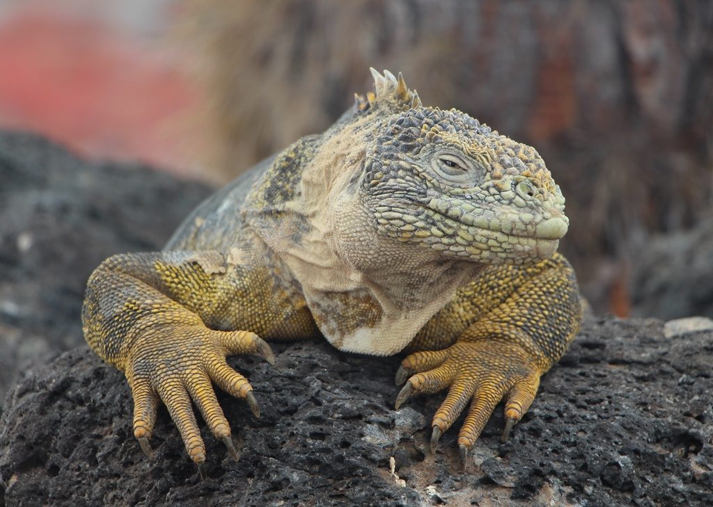 gelber Landiguana