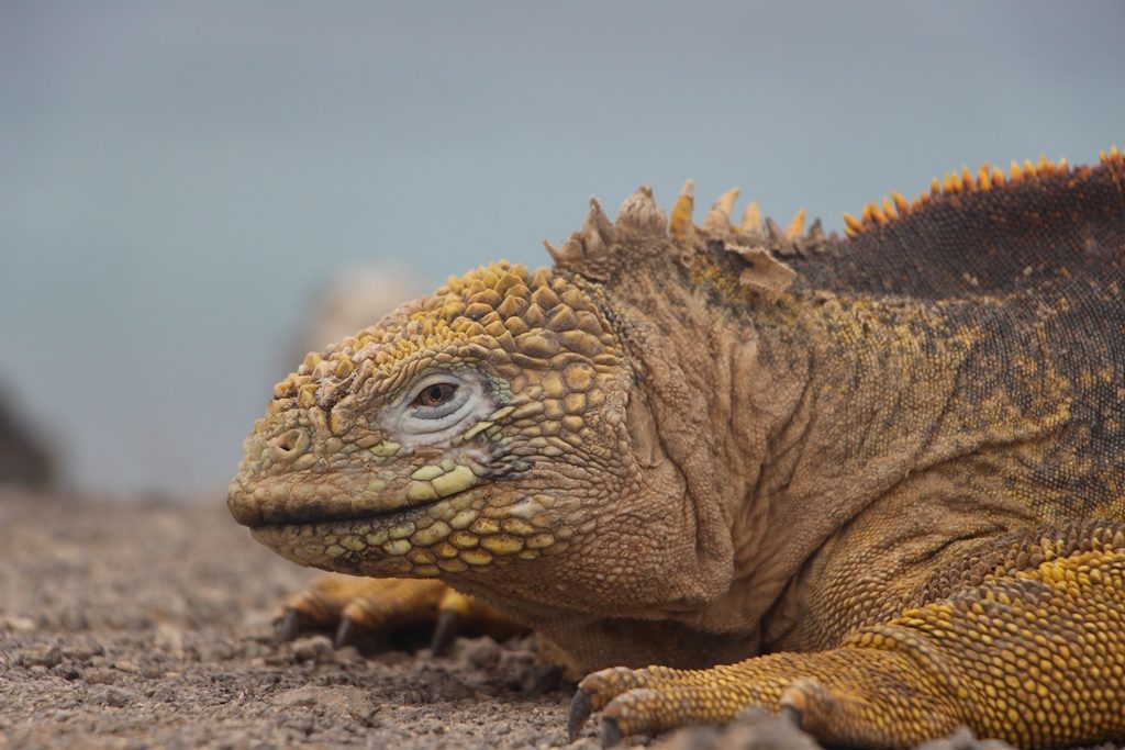 gelber Landiguana