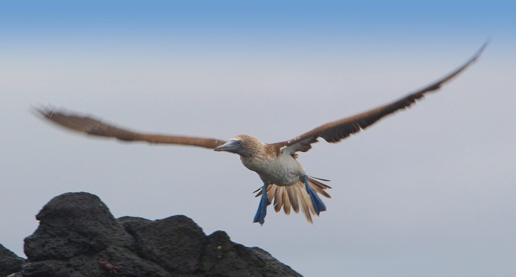 Blue Footed Boobie im Landeanflug