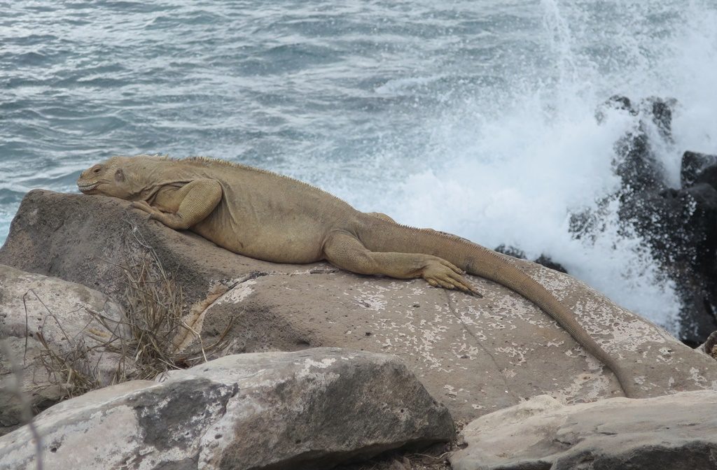 olivfarbener Landiguana