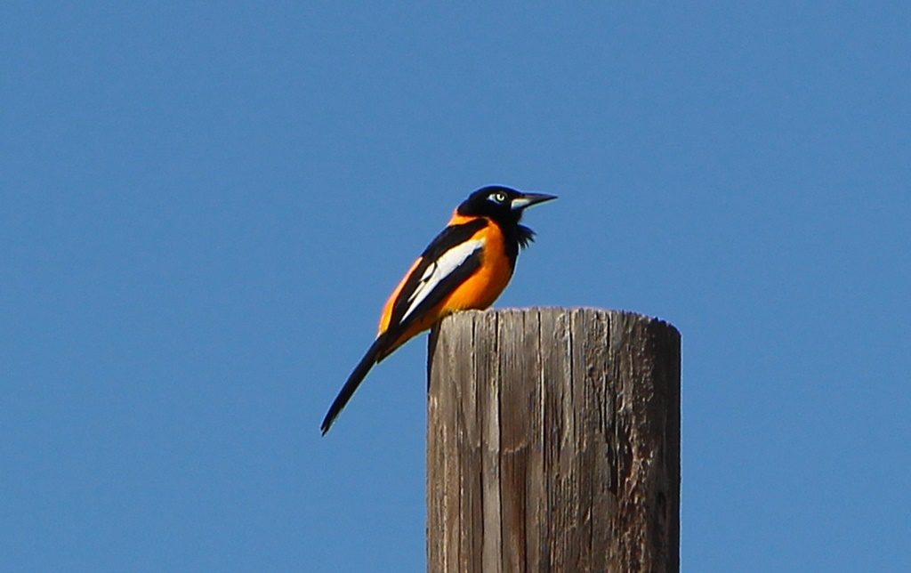 Oranje-Bird:)